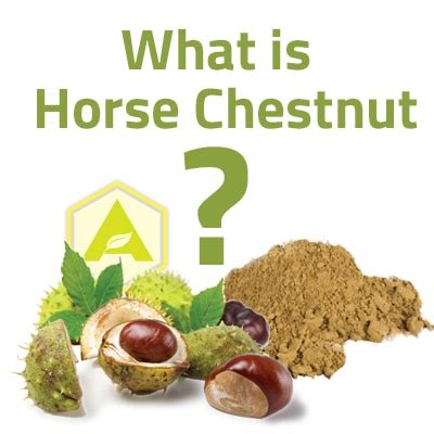 Horse Chestnut Benefits & Side Effects of Seed Extract Use Atrantil