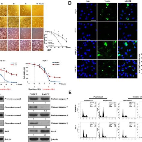 Cell Viability Of Parental And Csc S S Mcf Cells During