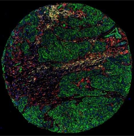 Services Spatial Biology Core Mayo Clinic Research Core Facilities