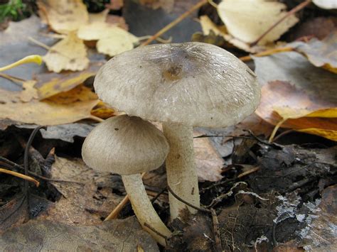 Гигрофор пятнистый (Hygrophorus pustulatus) фотографии, видео и истории