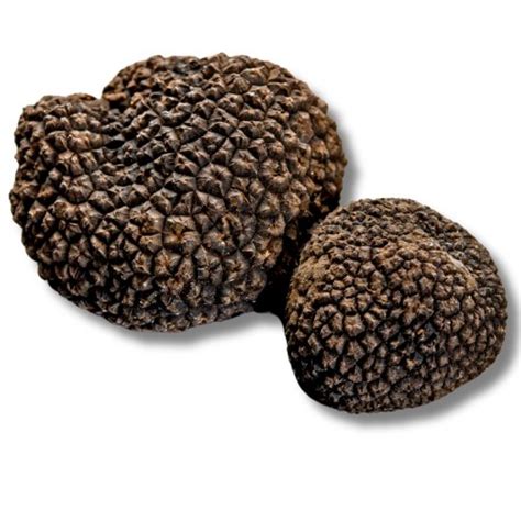 Frische Schwarze Tr Ffel Tuber Melanosporum A Qualit T