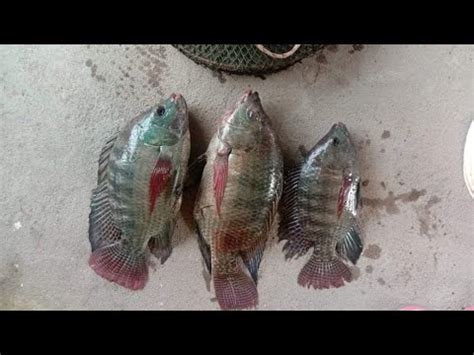 Bayar K Mancing Sepuasnyaini Contoh Ikan Nila Nya Borongan