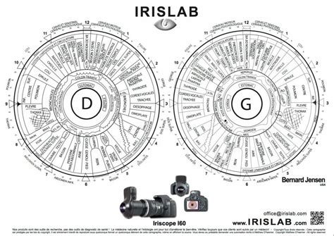 What It Iris Chart And How To Read Iris Chart Maikong Iridology