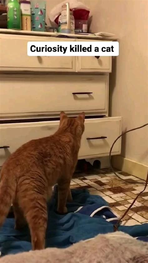 😾😻😹🐱😼😸🙀😽 🎥 Tt •~•~•~•~•~•~ Catspawjama Cat Funny Catsofinstagram