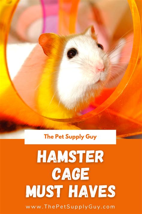 What Do Hamsters Need In Their Cage Artofit