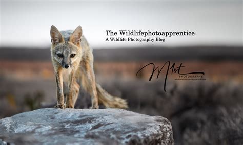 The Wildlife Photography Apprentice – A Wildlife Photography Blog with ...