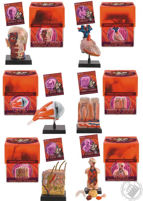 Set: 6 Ein-O Science BioSigns Human Anatomy Models (Brain & Skull, Eye ...