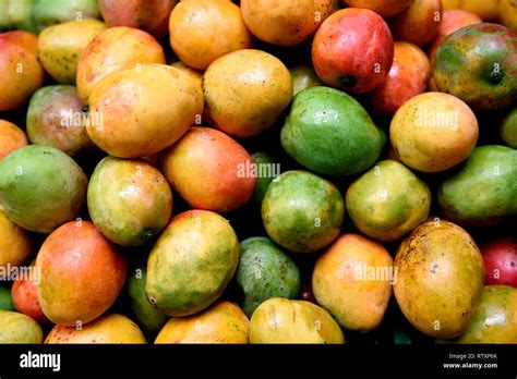 Colombian Mango Fruit Fresh Harvested Ripe Colorful Mangos In A
