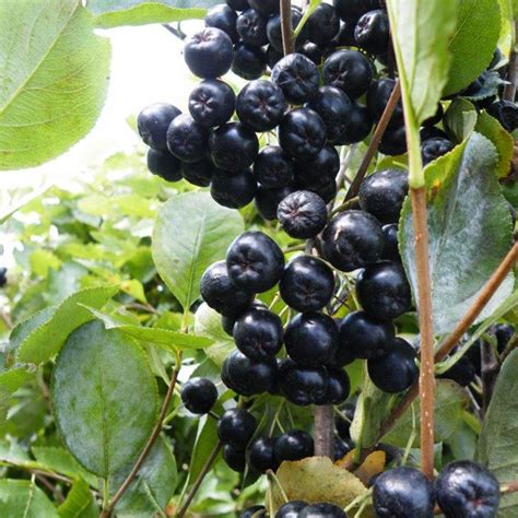 Viking Aronia Berry Plant Stark Bros