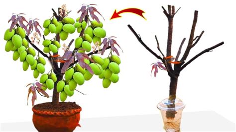 Unique Technique Grafting Mango Tree Using Banana Growing Faster And