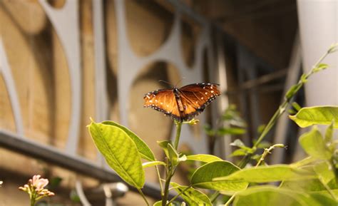 The Smithsonian Butterfly Pavilion | an Art School Dropout's life