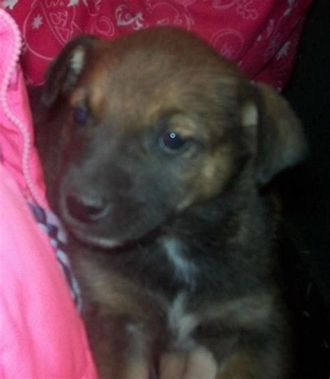 German Shepherd Puppies Clarksville Tn German Shepherd Puppies