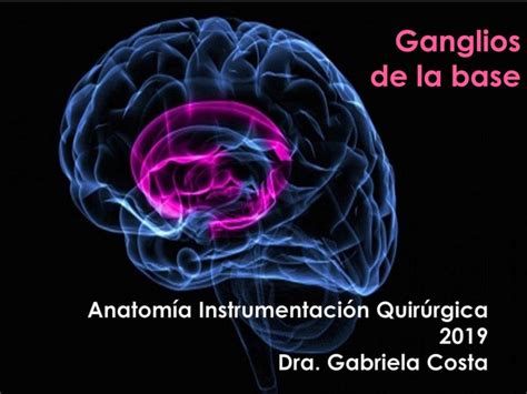 Ganglios de la base Salud Anatomía uDocz