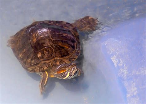 5 Amazing Methods To Revive Your Turtle's Shell: A Step-By-Step Guide