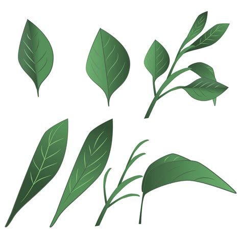 Green Tea Leaves Set 44245136 Vector Art At Vecteezy