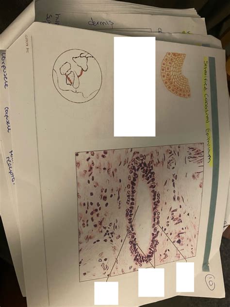 Stratified Cuboidal Epithelium Labeling Diagram Quizlet