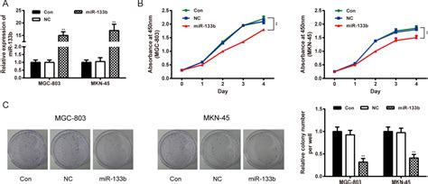 Mir 133b Inhibits Proliferation And Invasion Of Gastric Cancer Cells By