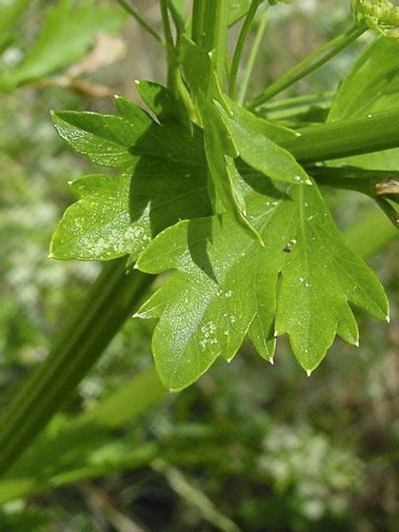 C Leri Sauvage Ache Des Marais Apium Graveolens Le Jardin Du Pic Vert