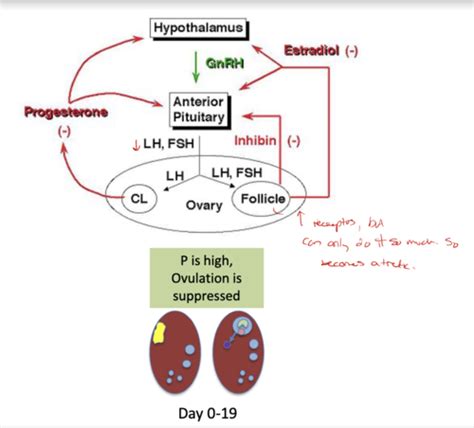 Female Reproductive Physiology: the follicular phase Flashcards | Quizlet