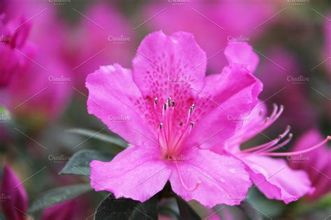 flowering shrub of azalea japonica, #shrub, #SPONSORED, #flowering, #japonica, #azalea Flowering ...