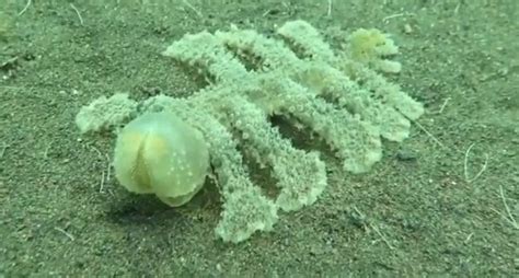 Video Mergulhador Cruza Se Estranha Criatura Marinha