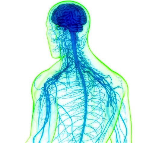 temporal lobe stock  pictures royalty  images istock