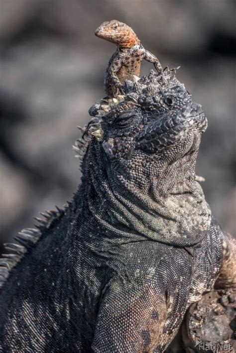 Galapagos Betty Sederquist Photography Artofit