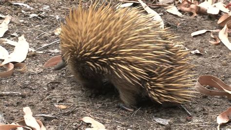 Echidna - Australian Egg-laying Monotreme Stock Footage Video 4880777 ...