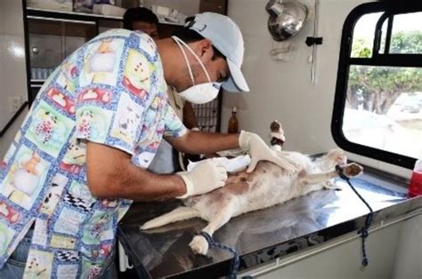 Anuncia Salud Campa A De Esterilizaci N Canina Y Felina Para Centro