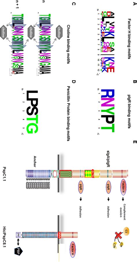 Sequence Variation And Conservation Of Binding Domains And Surface