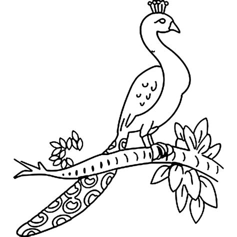 Outline Of A Peacock Drawing at GetDrawings | Free download