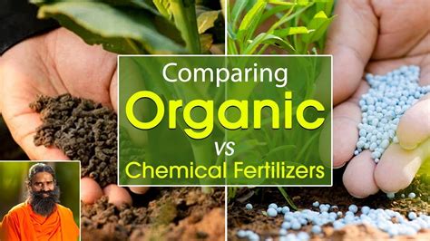 Comparing Organic VS Chemical Fertilizers Swami Ramdev YouTube