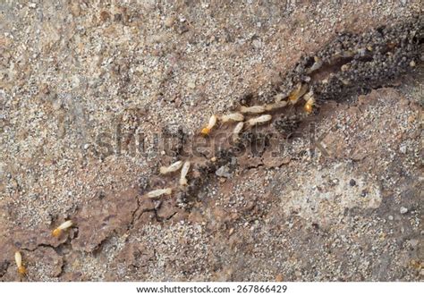 Termite Making Their Route Mud Tunnel Stock Photo 267866429 Shutterstock