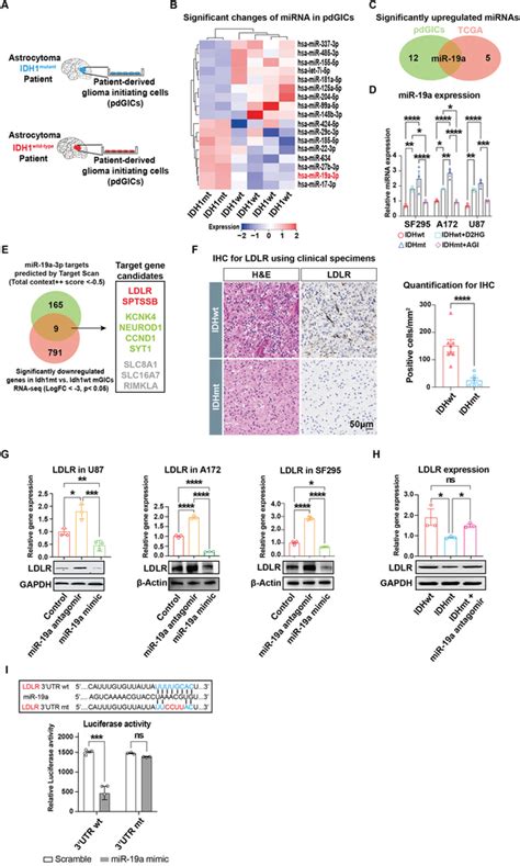 Identification Of Mir A Ldlr Axis In Idh Mutant Glioma Cells A