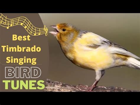 Spanish Timbrado Canary Singing Best Songs For Training Youtube