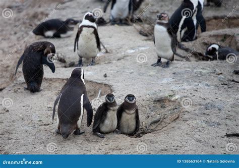 African Penguin Family: Mother with Two New Born Babies Chickes. Cape ...