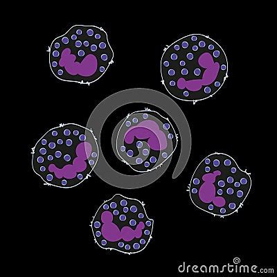 Innate Immune System Basophils Cells Vector Illustration