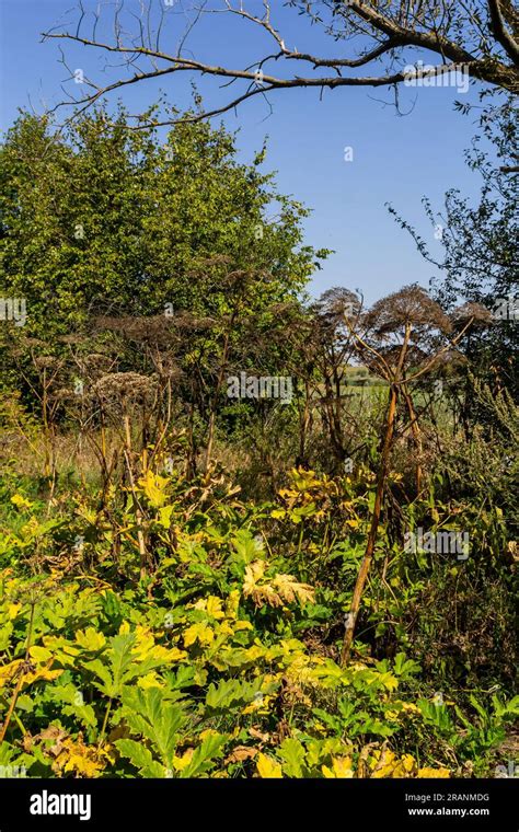 Heracleum Sosnowskyi On Blue Sky Background All Parts Of Heracleum