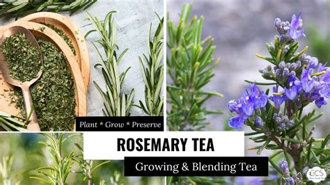 Rosemary Bush Care And DIY Rosemary Tea