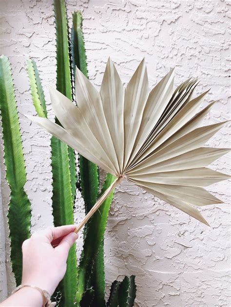 Preserved Sun Palm Leaves Dried Palm Leaves Wedding Flowers