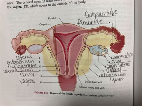 A P Test Reproductive System Flashcards Quizlet