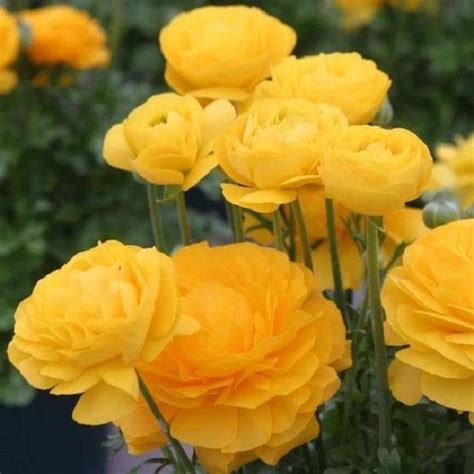 Buy Ranunculus Asiaticus Yellow Bulbs Persian Buttercup Online