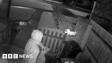 Man Encouraged Dog To Maul Cat To Death In Walsall Bbc News