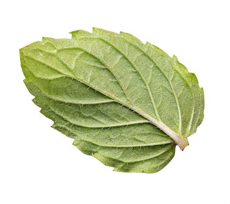 Hoja De Menta Fresca Aislada Sobre Fondo Blanco Imagen De Archivo