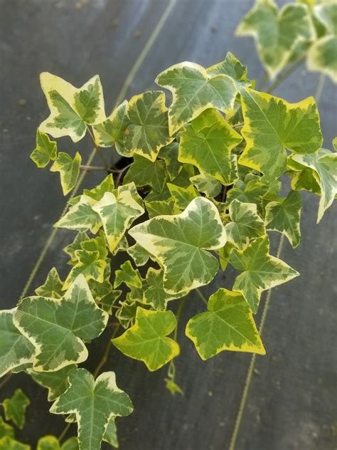 Golden English Ivy Live Plants In 6 Inch Pots Hedera Helix Beaut