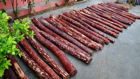 Red Sanders Caught Smuggling The Cites Database — Balanced Report