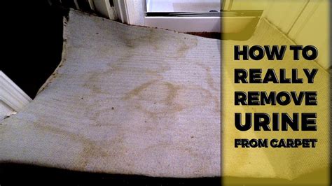 How To Really Remove Pet Urine From Carpet Lincoln Ca Youtube