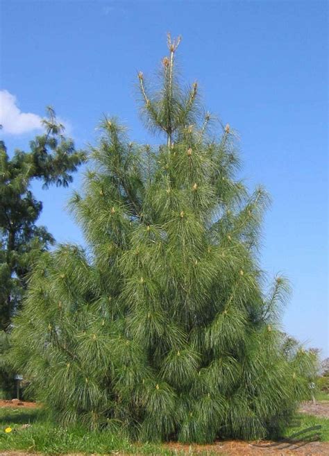 Blue Pine Facts, Distribution, Growth Rate, Uses, Pictures