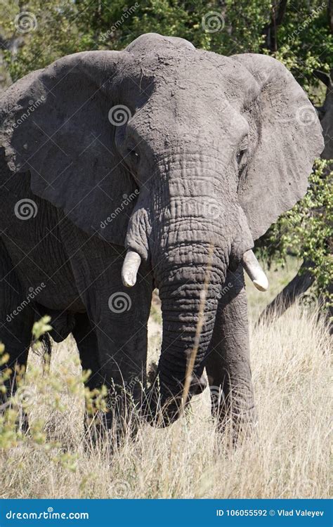 Elefante Africano En Parque Nacional Del Kruger Foto De Archivo