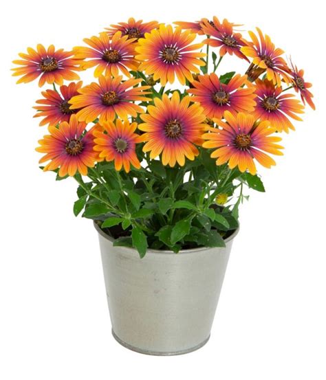 Osteo Purple Sun 13 cm | Majsterkowanie w Castoramie